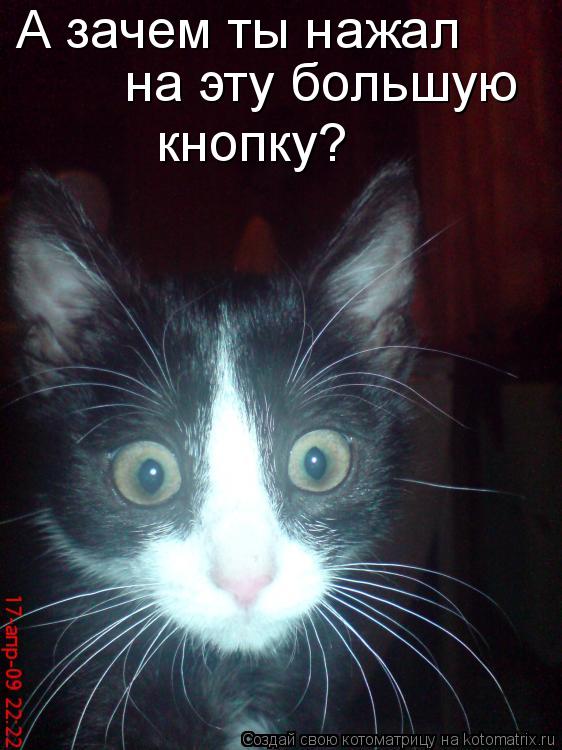 А зачем ты нажал на эту большую кнопку?... Котоматрица: А зачем ты нажал на эту большую кнопку?