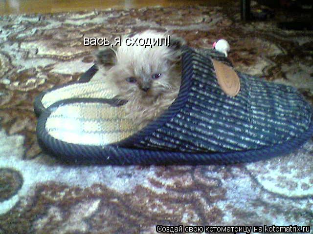 вась,я сходил!... Котоматрица: вась,я сходил!