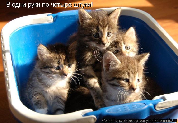 В одни руки по четыре штуки!... Котоматрица: В одни руки по четыре штуки!