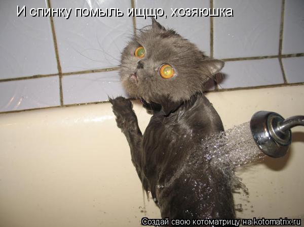 И спинку помыль ищщо, хозяюшка... Котоматрица: И спинку помыль ищщо, хозяюшка