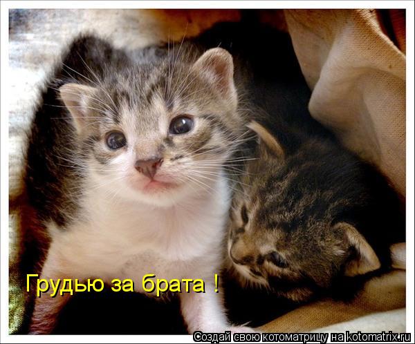 Грудью за брата !... Котоматрица: Грудью за брата !