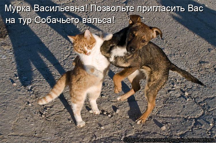 Мурка Васильевна! Позвольте пригласить Вас на тур Собачьего вальса!... Котоматрица: Мурка Васильевна! Позвольте пригласить Вас на тур Собачьего вальса!