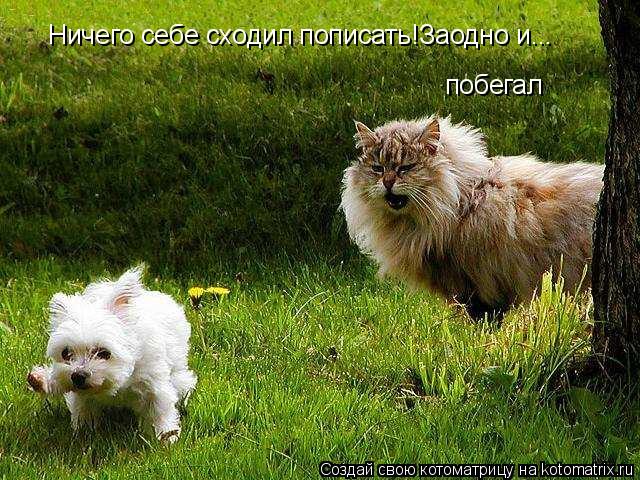 Ничего себе сходил пописать!Заодно и... побегал... Котоматрица: Ничего себе сходил пописать!Заодно и... побегал