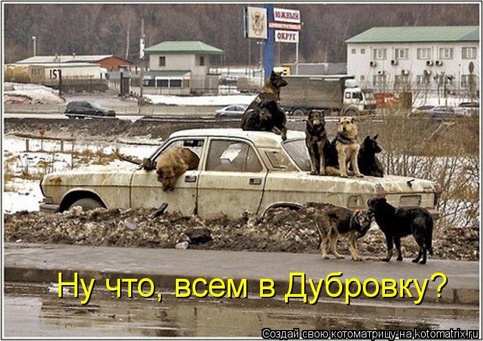 Ну что, всем в Дубровку?... Котоматрица: Ну что, всем в Дубровку?