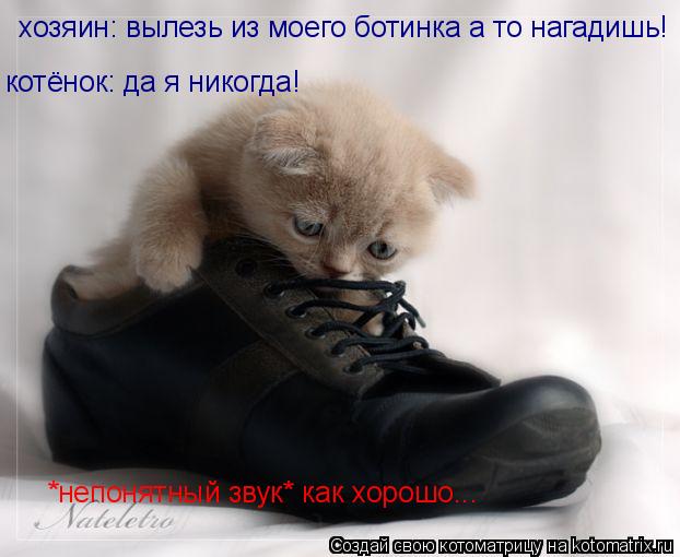 хозяин: вылезь из моего ботинка а то нагадишь! котёнок: да я никогда! *непонятный звук* как хорошо..... Котоматрица: хозяин: вылезь из моего ботинка а то нагадишь! котёнок: да я никогда! *непонятный звук* как хорошо...