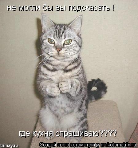 извените! не могли бы вы подсказать мне где кухня не могли бы вы подсказать ! где кухня спрашиваю??... Котоматрица: извените! не могли бы вы подсказать мне где кухня не могли бы вы подсказать ! где кухня спрашиваю????