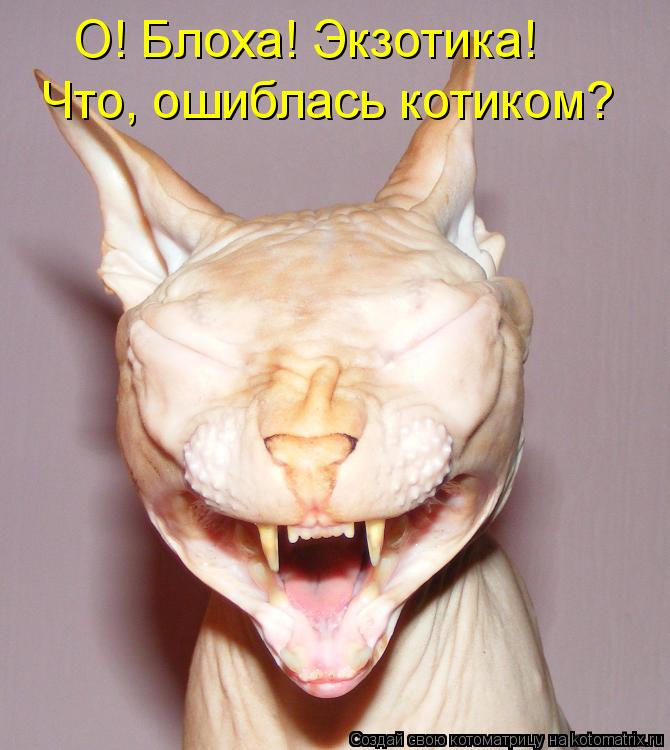 Котоматрица: О! Блоха! Экзотика! Что, ошиблась котиком?