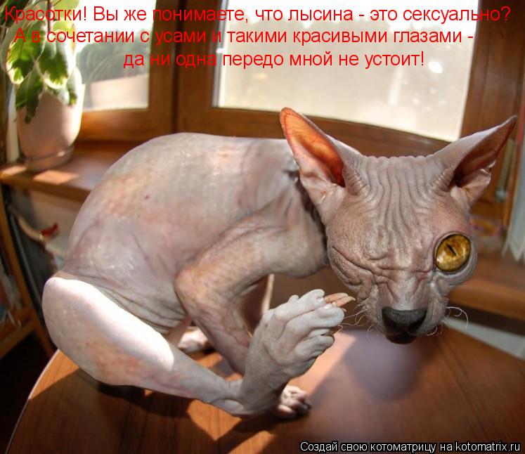 Красотки! Вы же понимаете, что лысина - это сексуально? А в сочетании с усами и такими красивыми глаз... Котоматрица: Красотки! Вы же понимаете, что лысина - это сексуально? А в сочетании с усами и такими красивыми глазами - да ни одна передо мной не устоит!