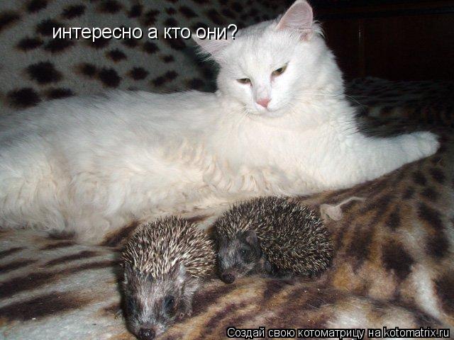 интересно а кто они?... Котоматрица: интересно а кто они?