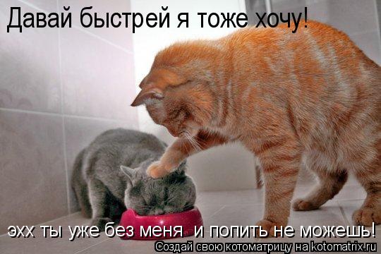эхх ты уже без меня и попить не можешь! Давай быстрей я тоже хочу!... Котоматрица: эхх ты уже без меня и попить не можешь! Давай быстрей я тоже хочу!