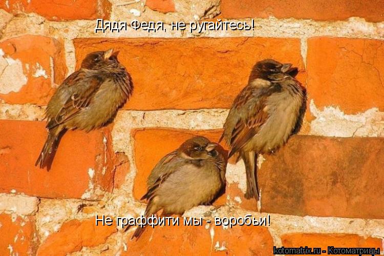 Дядя Федя, не ругайтесь! Не граффити мы - воробьи!... Котоматрица: Дядя Федя, не ругайтесь! Не граффити мы - воробьи!