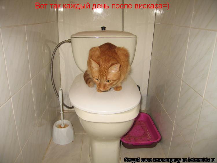 Вот так каждый день после вискаса=) Вот так каждый день после вискаса=)... Котоматрица: Вот так каждый день после вискаса=) Вот так каждый день после вискаса=)