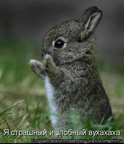 Я страшный и злобный вухахаха... Котоматрица: Я страшный и злобный вухахаха