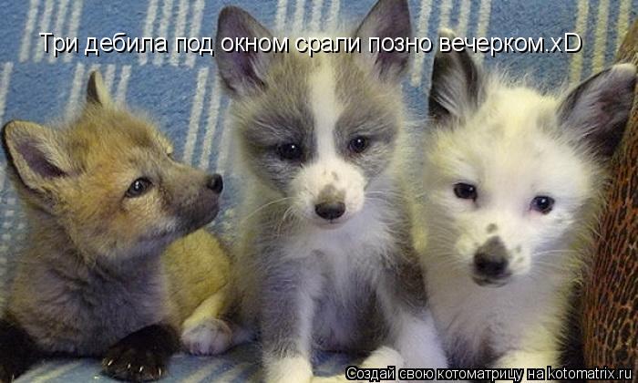 Три дебила под окном срали позно вечерком.xD... Котоматрица: Три дебила под окном срали позно вечерком.xD