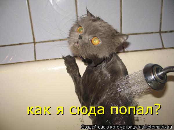 как я сюда попал?... Котоматрица: как я сюда попал?