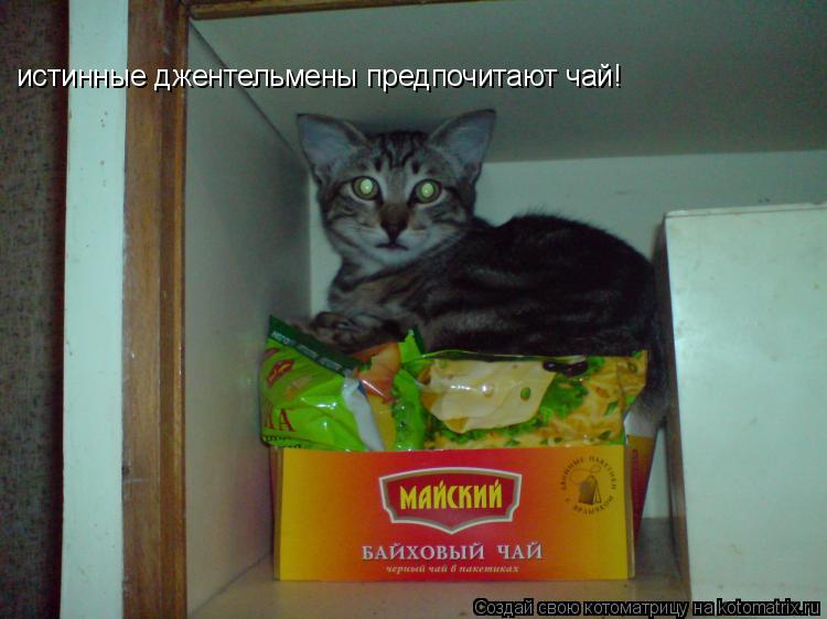 истинные джентельмены предпочитают чай!... Котоматрица: истинные джентельмены предпочитают чай!
