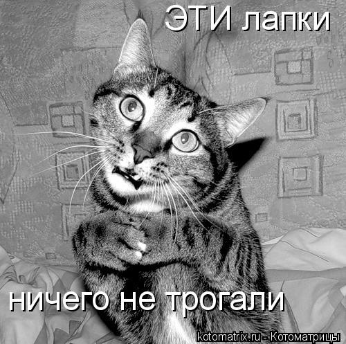 ЭТИ лапки ничего не трогали... Котоматрица: ЭТИ лапки ничего не трогали