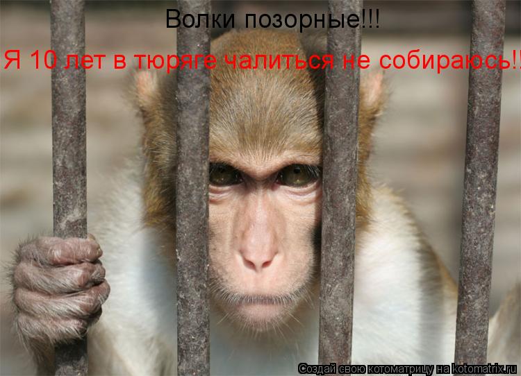 Волки позорные!!! Я 10 лет в тюряге чалиться не собираюсь!!!... Котоматрица: Волки позорные!!! Я 10 лет в тюряге чалиться не собираюсь!!!