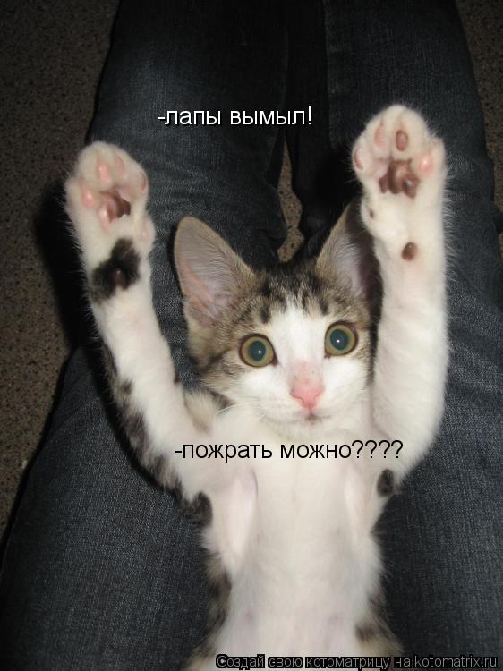 -лапы вымыл! -пожрать можно????... Котоматрица: -лапы вымыл! -пожрать можно????