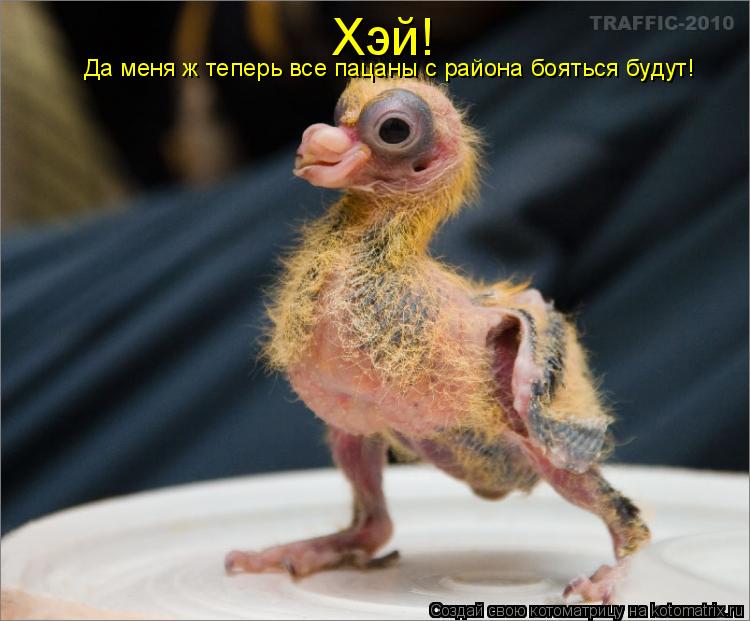 Хэй! Да меня ж теперь все пацаны с района бояться будут!... Котоматрица: Хэй! Да меня ж теперь все пацаны с района бояться будут!