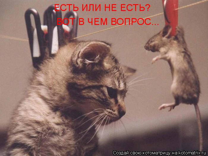ЕСТЬ ИЛИ НЕ ЕСТЬ? ВОТ В ЧЕМ ВОПРОС...... Котоматрица: ЕСТЬ ИЛИ НЕ ЕСТЬ? ВОТ В ЧЕМ ВОПРОС...