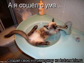 А я сошёл с ума...... Котоматрица: А я сошёл с ума...