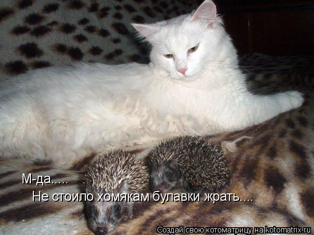 М-да..... Не стоило хомякам булавки жрать....... Котоматрица: М-да..... Не стоило хомякам булавки жрать....