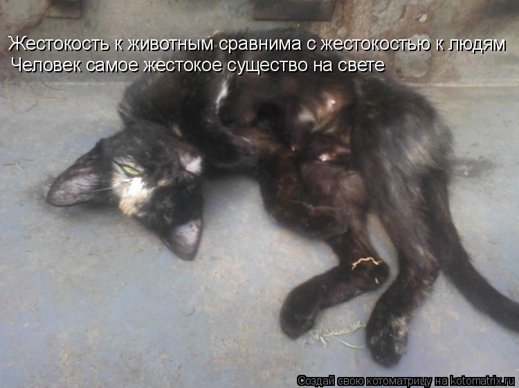 Жестокость к животным сравнима с жестокостью к людям Человек самое жестокое существо на свете... Котоматрица: Жестокость к животным сравнима с жестокостью к людям Человек самое жестокое существо на свете