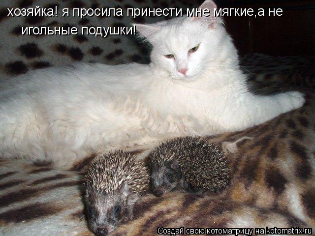 хозяйка! я просила принести мне мягкие,а не игольные подушки!... Котоматрица: хозяйка! я просила принести мне мягкие,а не игольные подушки!