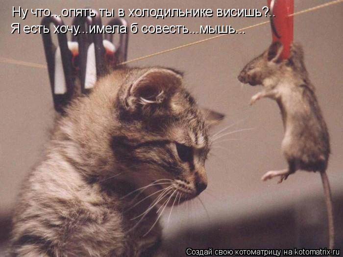 Ну что...опять ты в холодильнике висишь?.. Я есть хочу...имела б совесть...мышь...... Котоматрица: Ну что...опять ты в холодильнике висишь?.. Я есть хочу...имела б совесть...мышь...