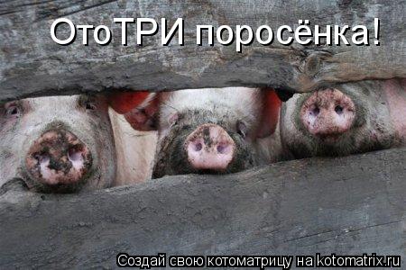 Котоматрица: ОтоТРИ поросёнка!