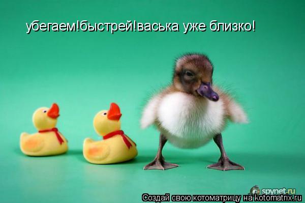 убегаем!быстрей!васька уже близко!... Котоматрица: убегаем!быстрей!васька уже близко!