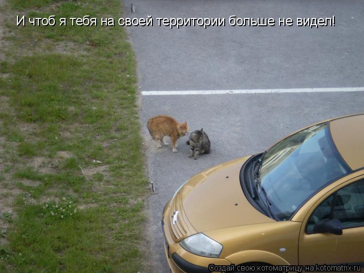 И чтоб я тебя на своей территории больше не видел!... Котоматрица: И чтоб я тебя на своей территории больше не видел!