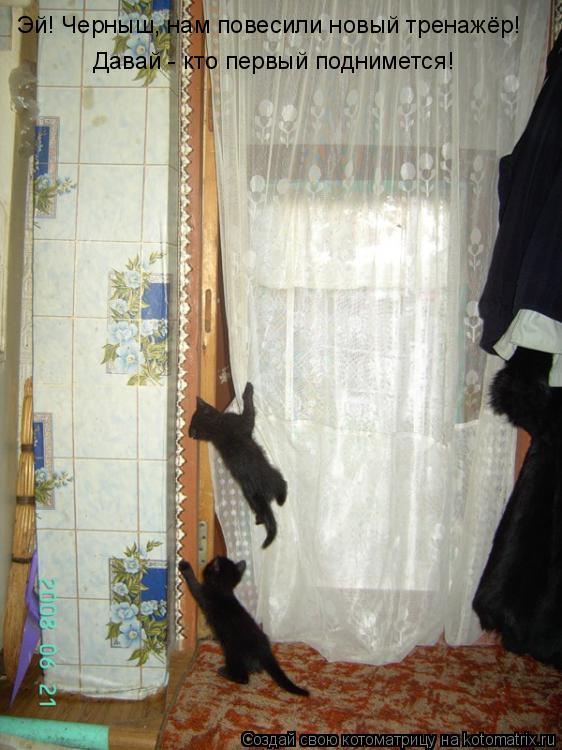 Эй! Черныш, нам повесили новый тренажёр! Давай - кто первый поднимется!... Котоматрица: Эй! Черныш, нам повесили новый тренажёр! Давай - кто первый поднимется!