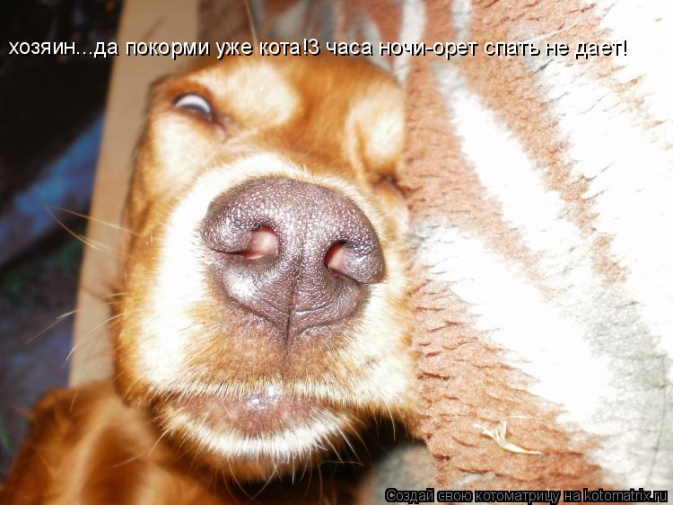 хозяин...да покорми уже кота!3 часа ночи-орет спать не дает!... Котоматрица: хозяин...да покорми уже кота!3 часа ночи-орет спать не дает!
