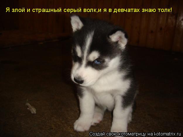 Я злой и страшный серый волк, и я в девчатах знаю толк! Я злой и страшный серый волк,и я в девчатах з... Котоматрица: Я злой и страшный серый волк, и я в девчатах знаю толк! Я злой и страшный серый волк,и я в девчатах знаю толк!