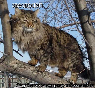 звездоцап... Котоматрица: звездоцап