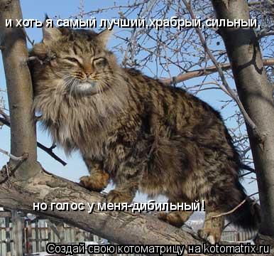 и хоть я самый лучший,храбрый,сильный, но голос у меня-дибильный!... Котоматрица: и хоть я самый лучший,храбрый,сильный, но голос у меня-дибильный!