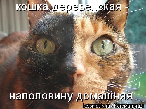 кошка деревенская - наполовину домашняя... Котоматрица: кошка деревенская - наполовину домашняя