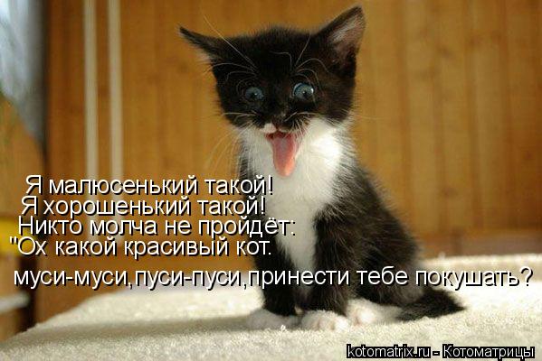 Я малюсенький такой! Я хорошенький такой! Никто молча не пройдёт: "Ох какой красивый кот. муси-муси,... Котоматрица: Я малюсенький такой! Я хорошенький такой! Никто молча не пройдёт: "Ох какой красивый кот. муси-муси,пуси-пуси,принести тебе покушать?