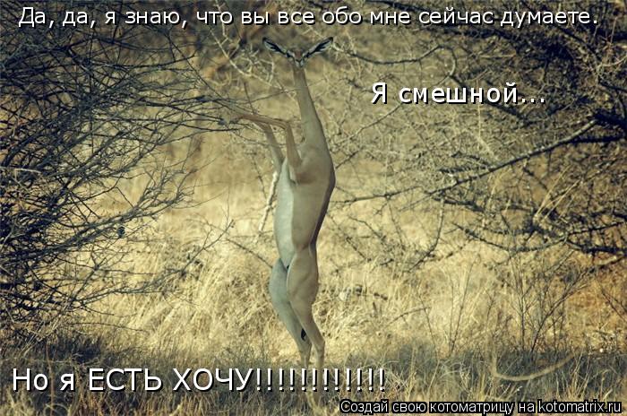 Да, да, я знаю, что вы все обо мне сейчас думаете. Я смешной... Но я ЕСТЬ ХОЧУ!!!!!!!!!!!!... Котоматрица: Да, да, я знаю, что вы все обо мне сейчас думаете. Я смешной... Но я ЕСТЬ ХОЧУ!!!!!!!!!!!!
