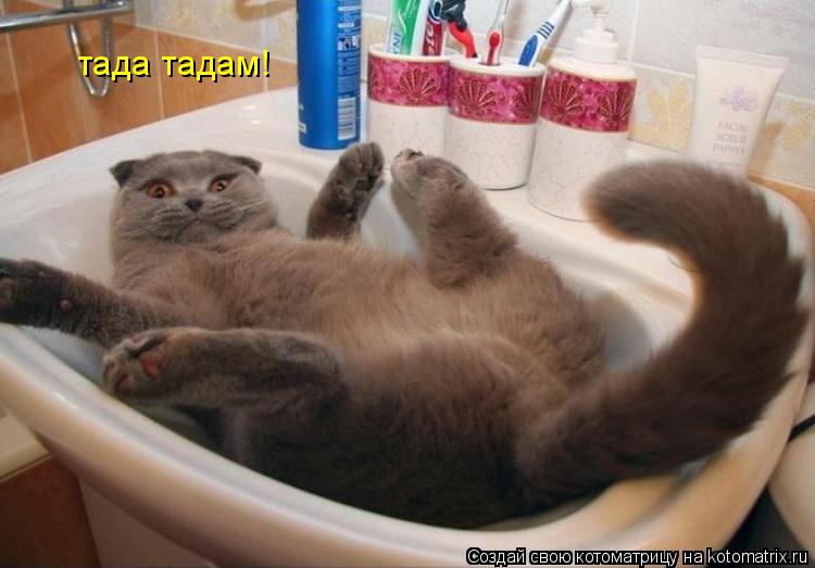 тада тадам!... Котоматрица: тада тадам!