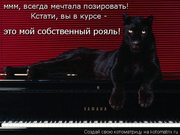 ммм, всегда мечтала позировать! Кстати, вы в курсе - это мой собственный рояль!... Котоматрица: ммм, всегда мечтала позировать! Кстати, вы в курсе - это мой собственный рояль!