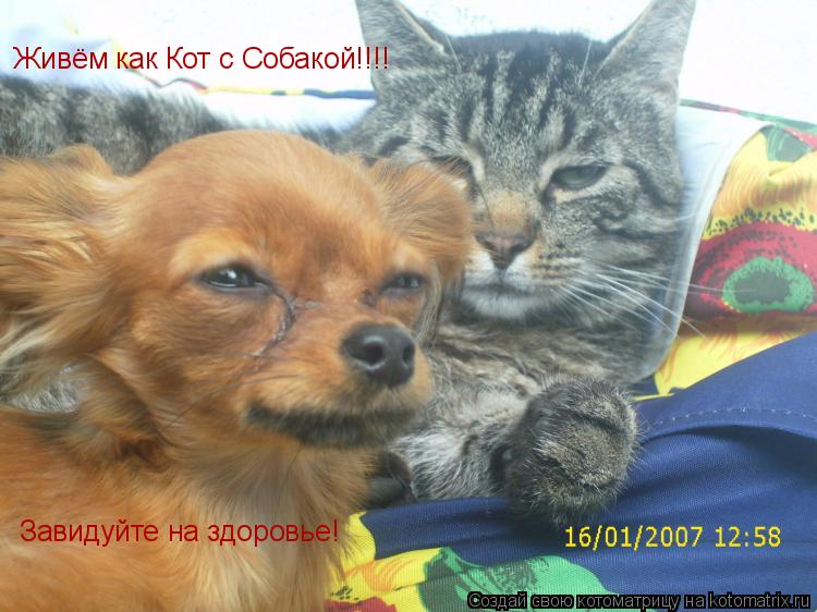 Живём как Кот с Собакой!!!! Завидуйте на здоровье!... Котоматрица: Живём как Кот с Собакой!!!! Завидуйте на здоровье!