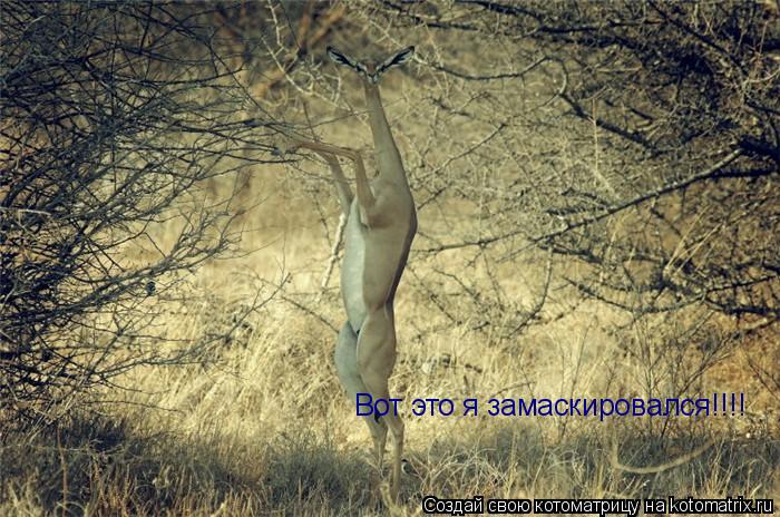 Вот это я замаскировался!!!!... Котоматрица: Вот это я замаскировался!!!!