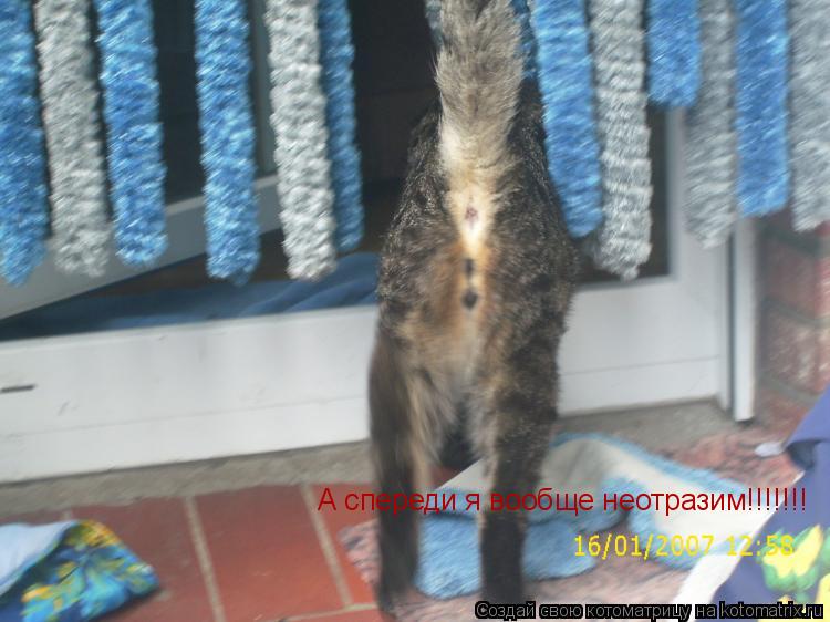 А спереди я вообще неотразим!!!!!!!... Котоматрица: А спереди я вообще неотразим!!!!!!!