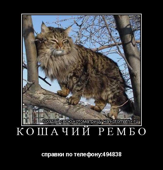 КОШАЧИЙ РЕМБО справки по телефону:494838... Котоматрица: КОШАЧИЙ РЕМБО справки по телефону:494838