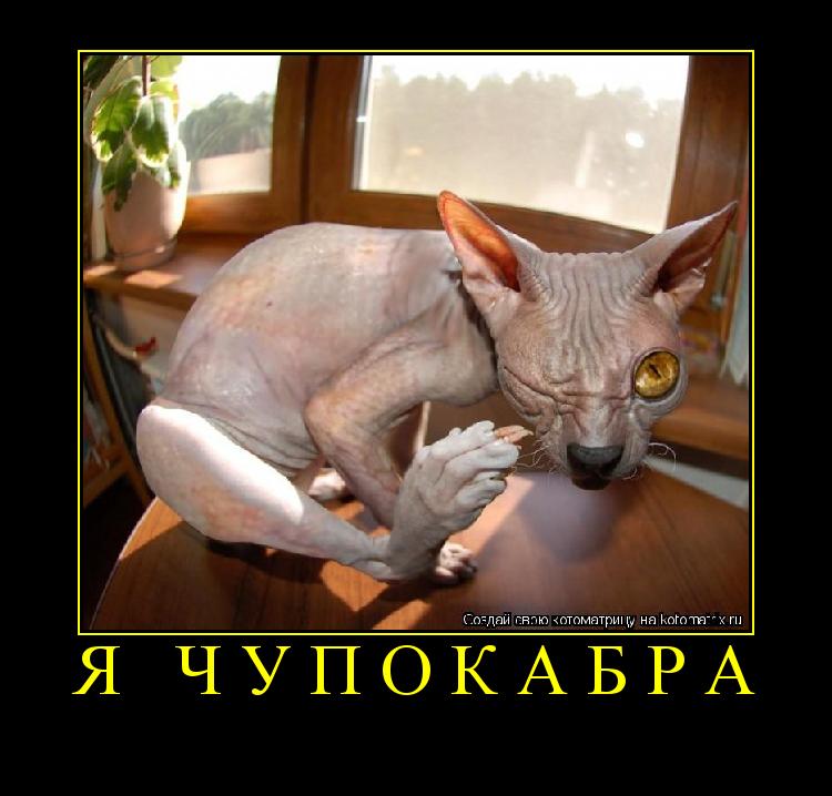 Я ЧУПОКАБРА ... Котоматрица: Я ЧУПОКАБРА