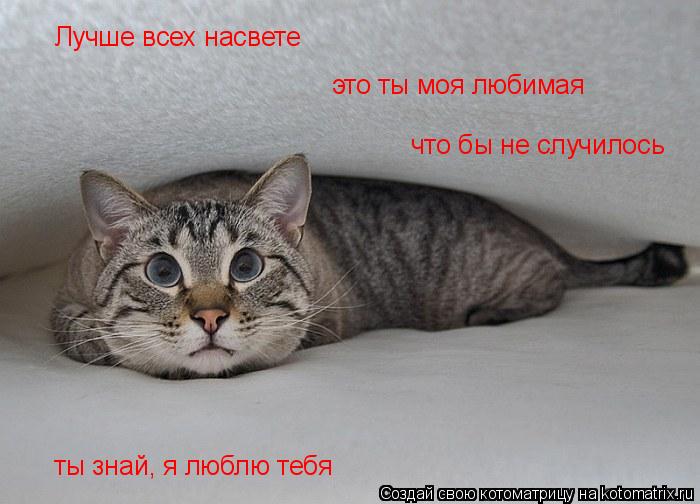 Лучше всех насвете это ты моя любимая что бы не случилось ты знай, я люблю тебя... Котоматрица: Лучше всех насвете это ты моя любимая что бы не случилось ты знай, я люблю тебя