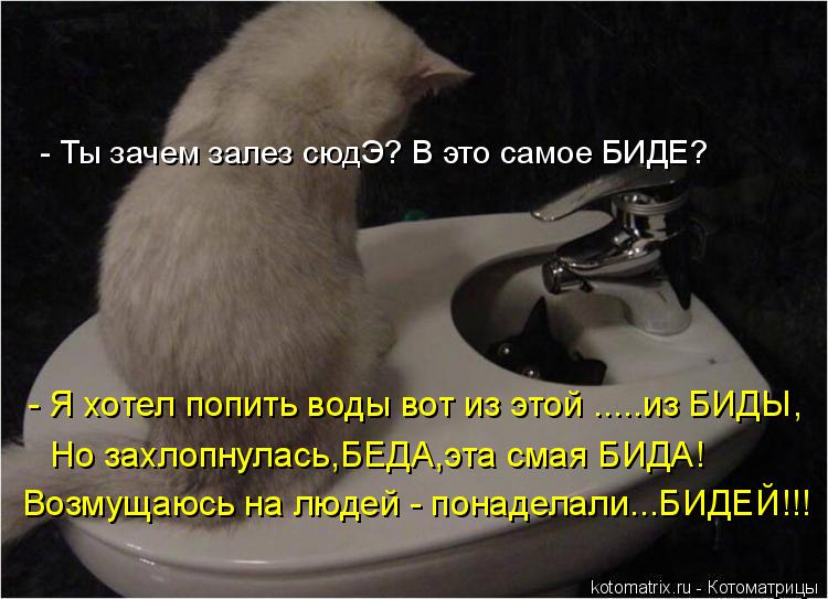 Котоматрица: - Ты зачем залез сюдЭ? В это самое БИДЕ? - Я хотел попить воды вот из этой .....из БИДЫ, Но захлопнулась,БЕДА,эта смая БИДА! Возмущаюсь на людей - п